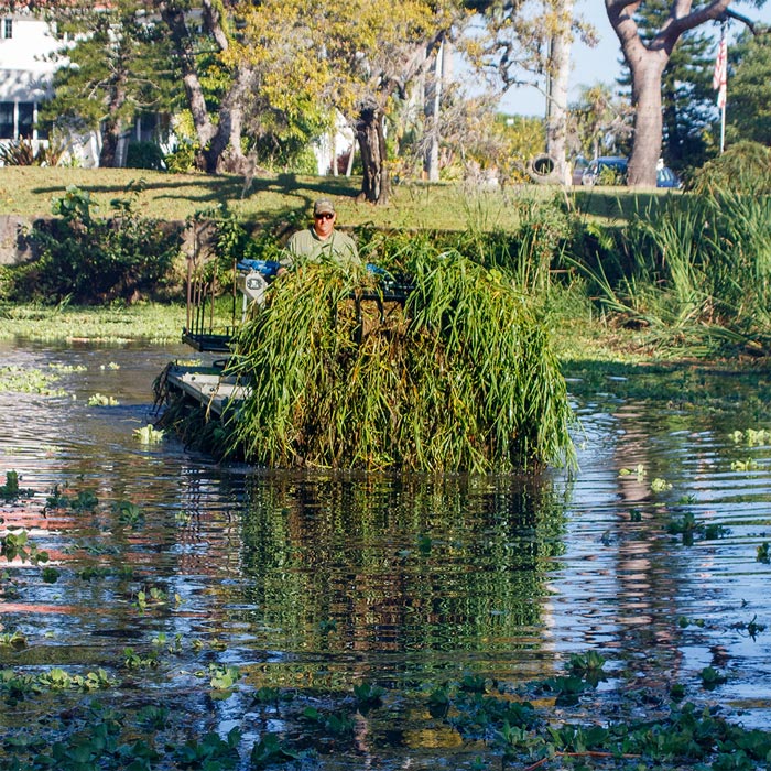 Operator Driving a Truxor Machine Heavily Loaded With Aquatic Vegetation
