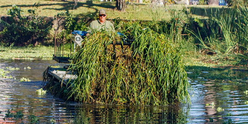 An amphibious water management machine collects a large load of aquatic vegetation